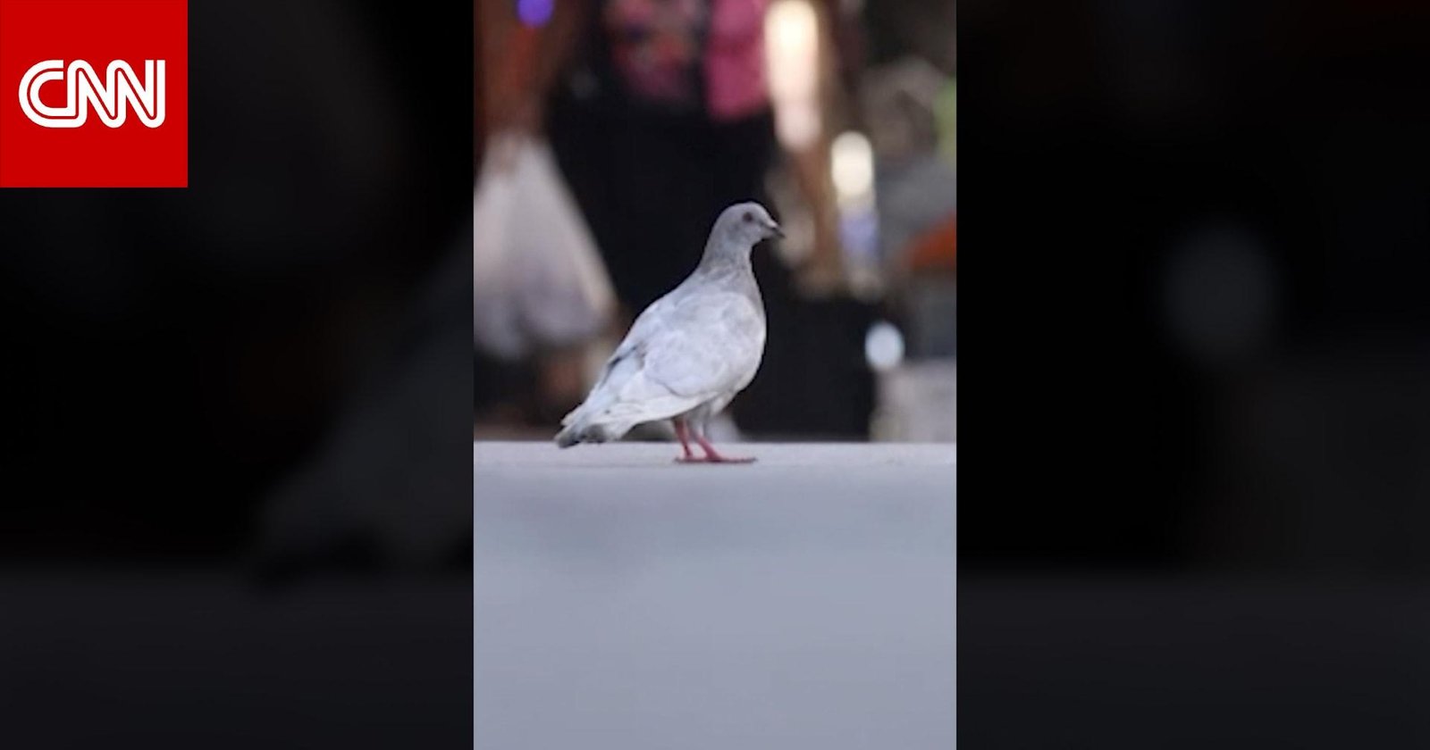 مدينة فيلادلفيا تقدّم جولة سياحية للحمام.. ما سر الهوس بها؟