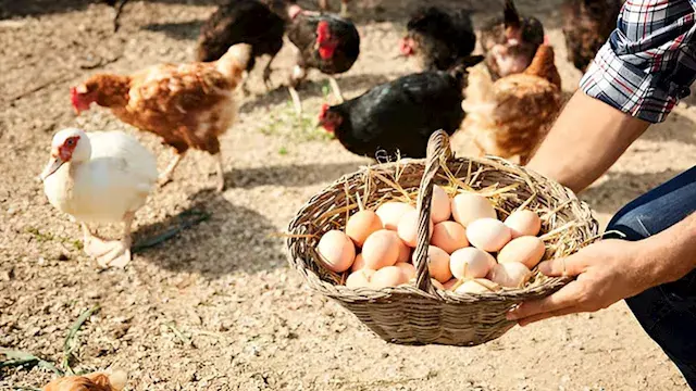أسعار الدواجن والبيض اليوم الجمعة بالأسواق (موقع رسمي)