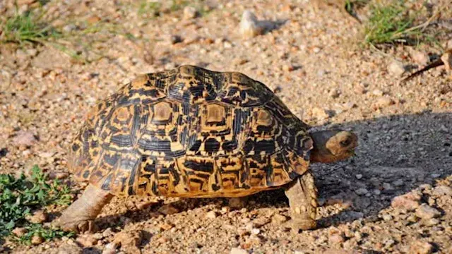 أصغر 8 زواحف على وجه الأرض.. لن تصدق حجمها