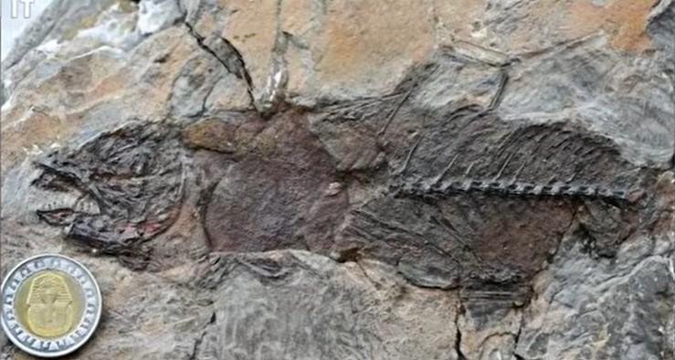 مركز جامعة المنصورة للحفريات الفقارية: اكتشفنا أكثر من 500 حفرية لأسماك عاشت في مصر قبل 62 مليون سنة