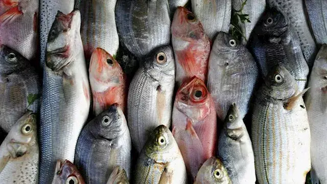 أسعار الأسماك والمأكولات البحرية في سوق العبور اليوم.. ارتفاع البلطي