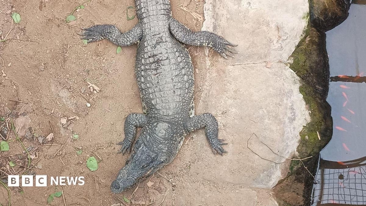 Over £100,000 raised for boy, 3, in croc attack